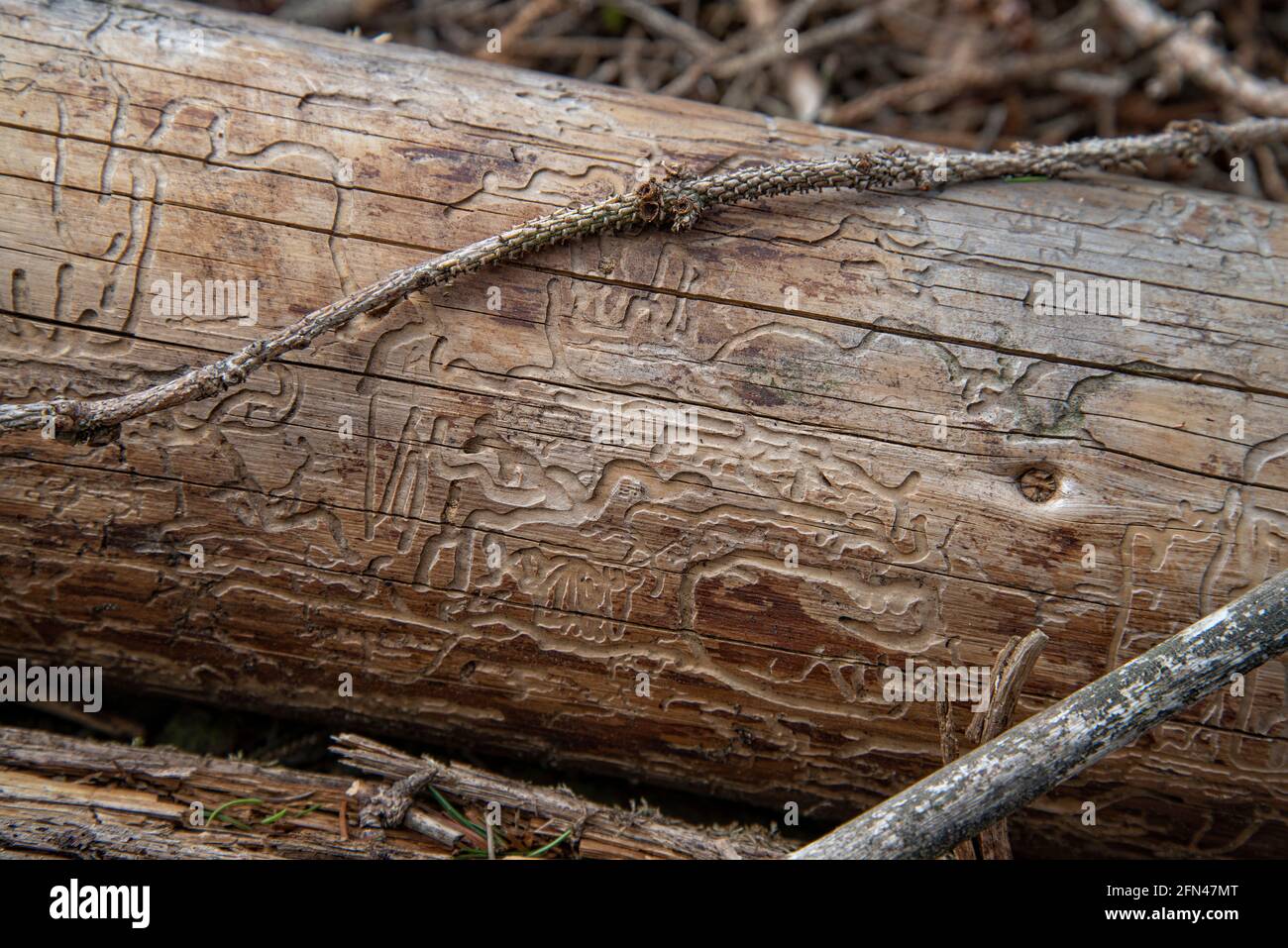 Spuren des Rindenkäfers auf dem Stamm eines Fällte Bäume Stockfoto
