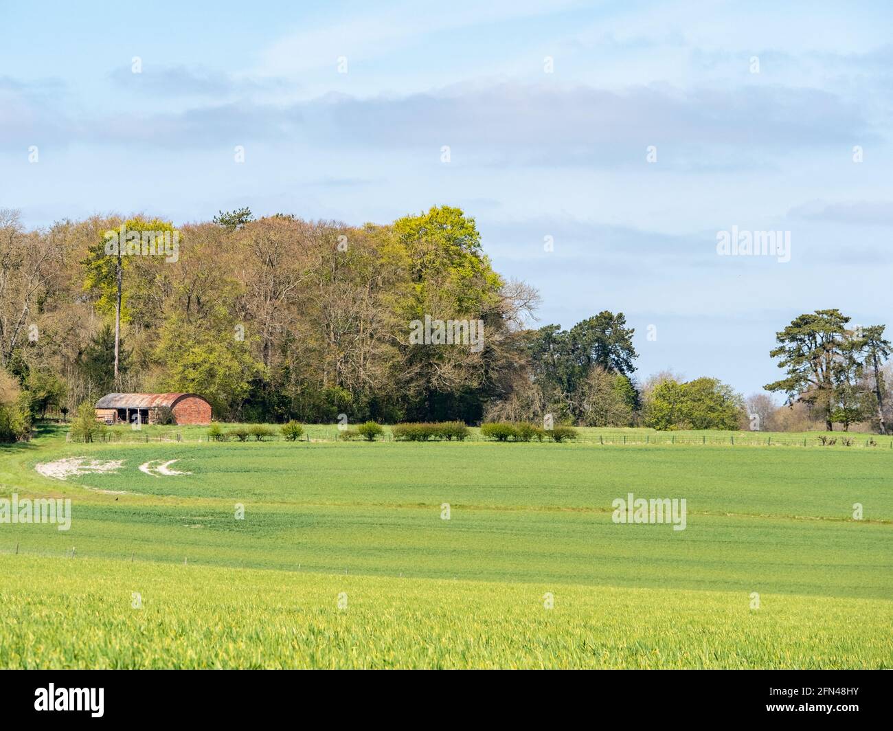 Feldfrüchte, die auf offenen Feldern mit einer Scheune im Hintergrund und Wäldern in Thoulstone, Wiltshire, England, Großbritannien, wachsen. Stockfoto
