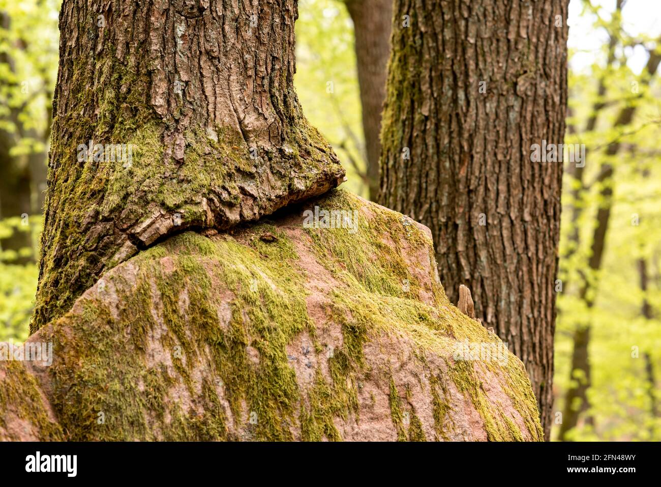 Großer Sandsteinfelsen im Wald, der sich entwickelt hat Ein Baum mit Kopierbereich Stockfoto