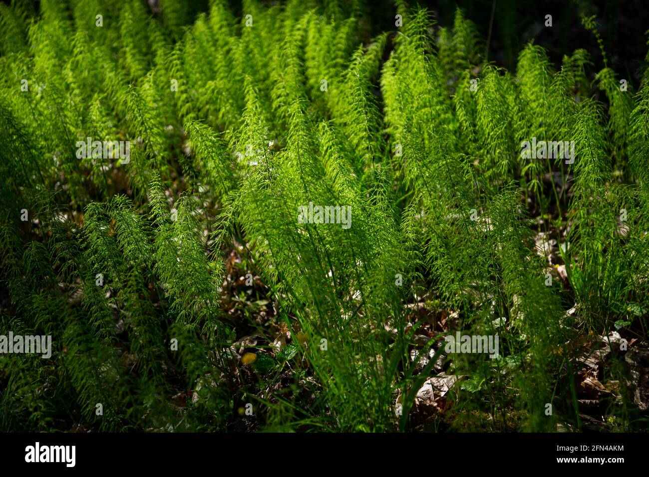 Grüne Sommerwiese abstrakte Textur mit Blumen und Gras Stockfoto