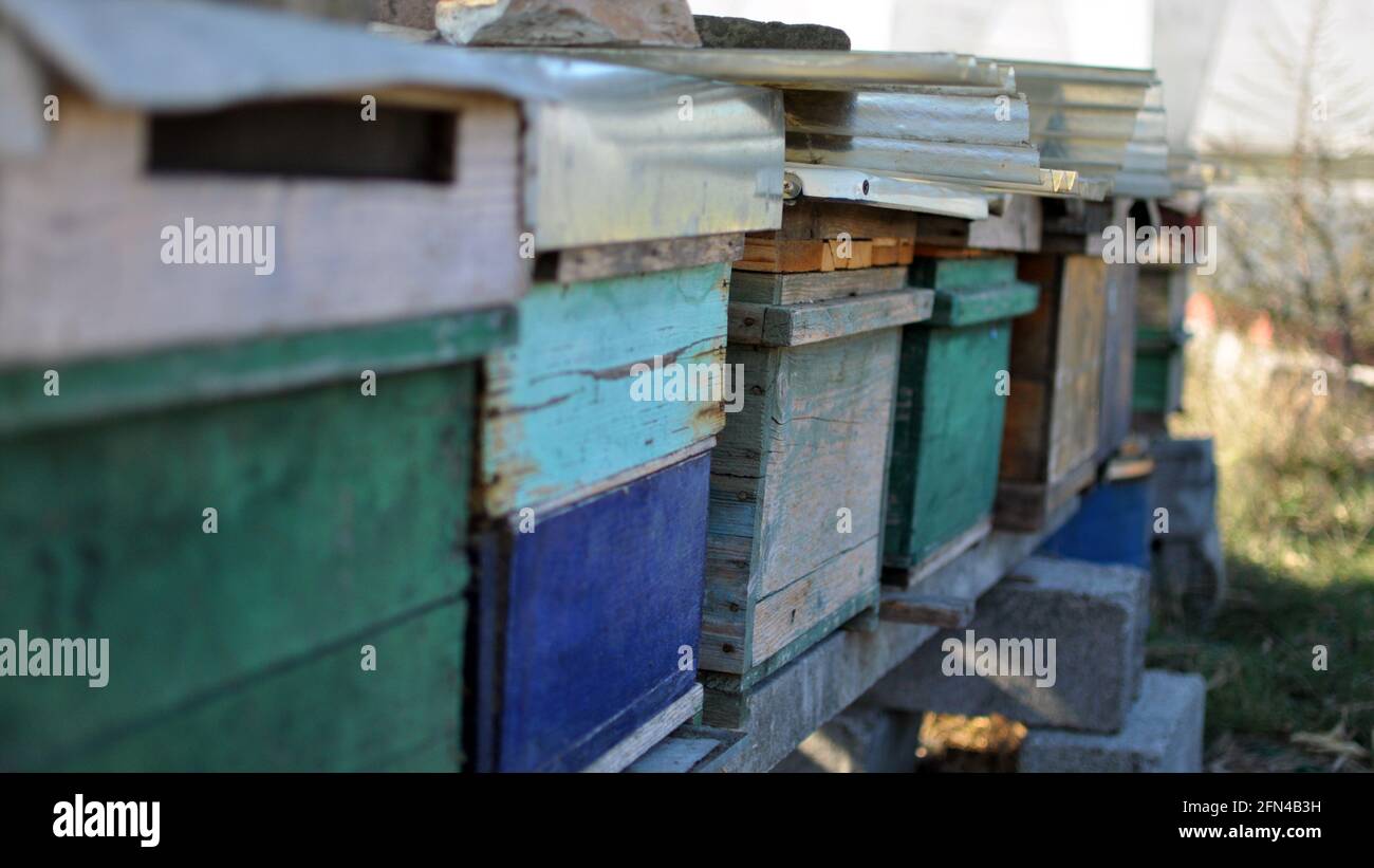 Kisten für Bienen in einer Reihe angeordnet. Holzbienenstöcke für Arbeiterbienen auf dem Land. Honigproduktion. Stockfoto