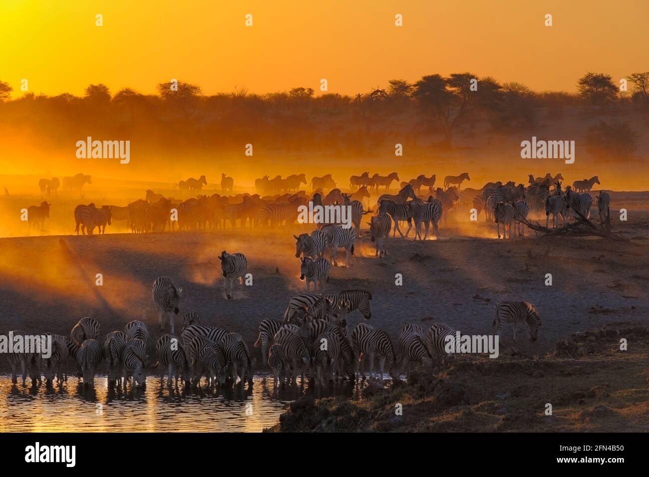 Zebraherde (Equus burchellii) trinkt bei Sonnenuntergang im Wasserloch. Makgadikgadi Pan, Botsuana, Afrika Stockfoto
