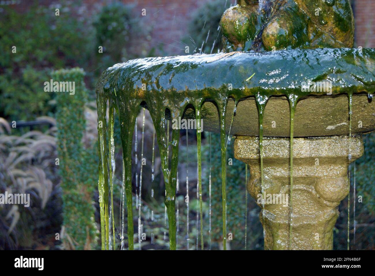 Grüner Schleim tropft aus einem alten Brunnen. Wasserpflanzen und feuchtes  Moos in einem Garten Stockfotografie - Alamy
