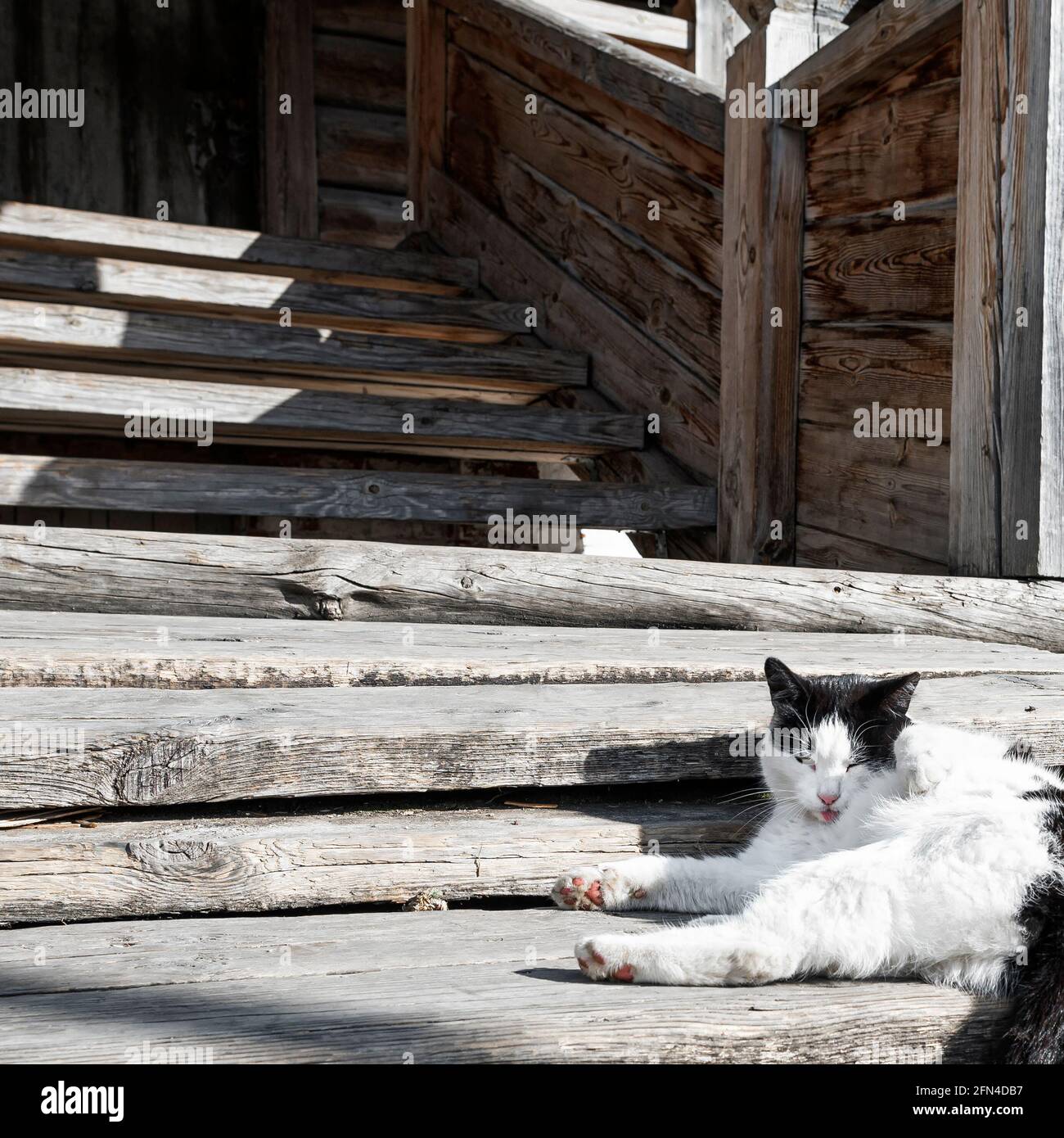 Katzenleiter -Fotos und -Bildmaterial in hoher Auflösung – Alamy