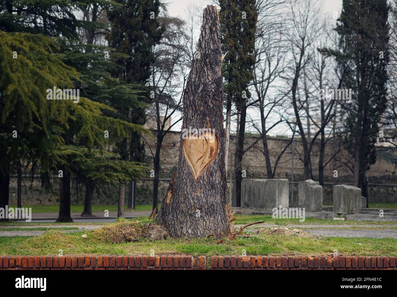 Großes Herz auf der Rinde eines toten Baumes geschnitzt. Denkmal für die Liebe zu Bäumen und Natur. Romantische Gesten in Verona, der Stadt der Liebe. Herzschnitzerei. Stockfoto