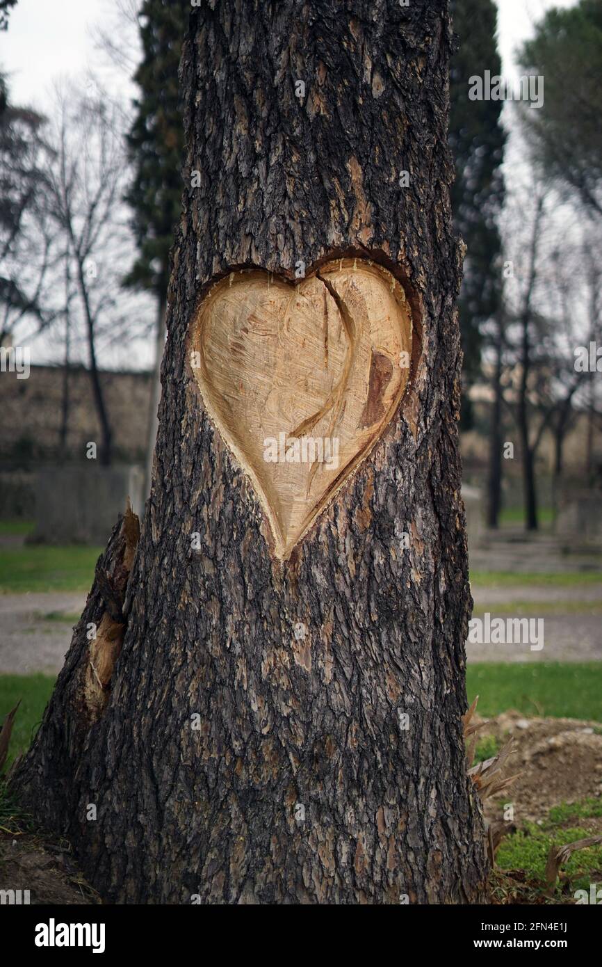 Großes Herz auf der Rinde eines toten Baumes geschnitzt. Denkmal für die Liebe zu Bäumen und Natur. Romantische Gesten in Verona, der Stadt der Liebe. Herzschnitzerei. Stockfoto