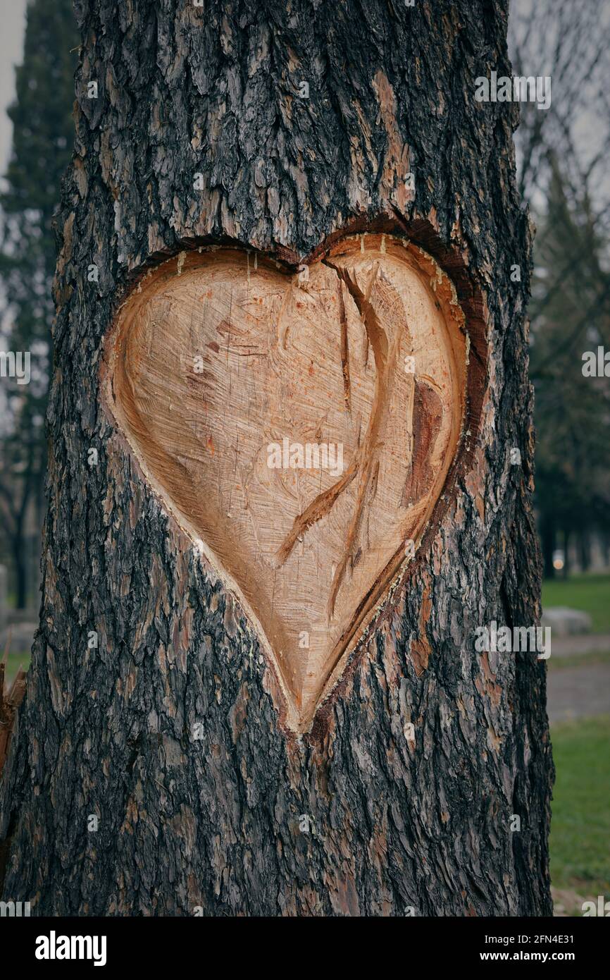 Großes Herz auf der Rinde eines toten Baumes geschnitzt. Denkmal für die Liebe zu Bäumen und Natur. Romantische Gesten in Verona, der Stadt der Liebe. Herzschnitzerei. Stockfoto