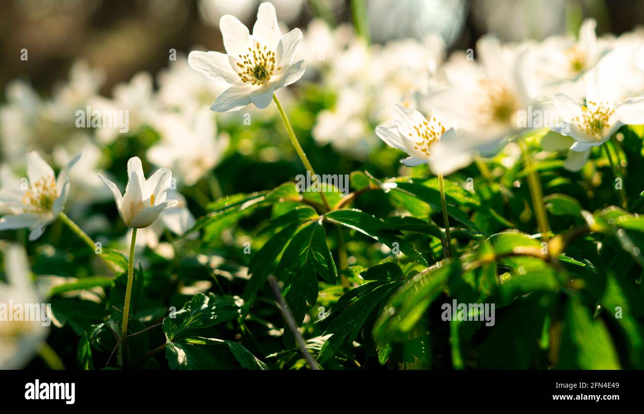 Weiße Anemone blüht im Frühling. Wildblume aus der Familie der Schmetterlinge (Anemonoides nemorosa) Stockfoto
