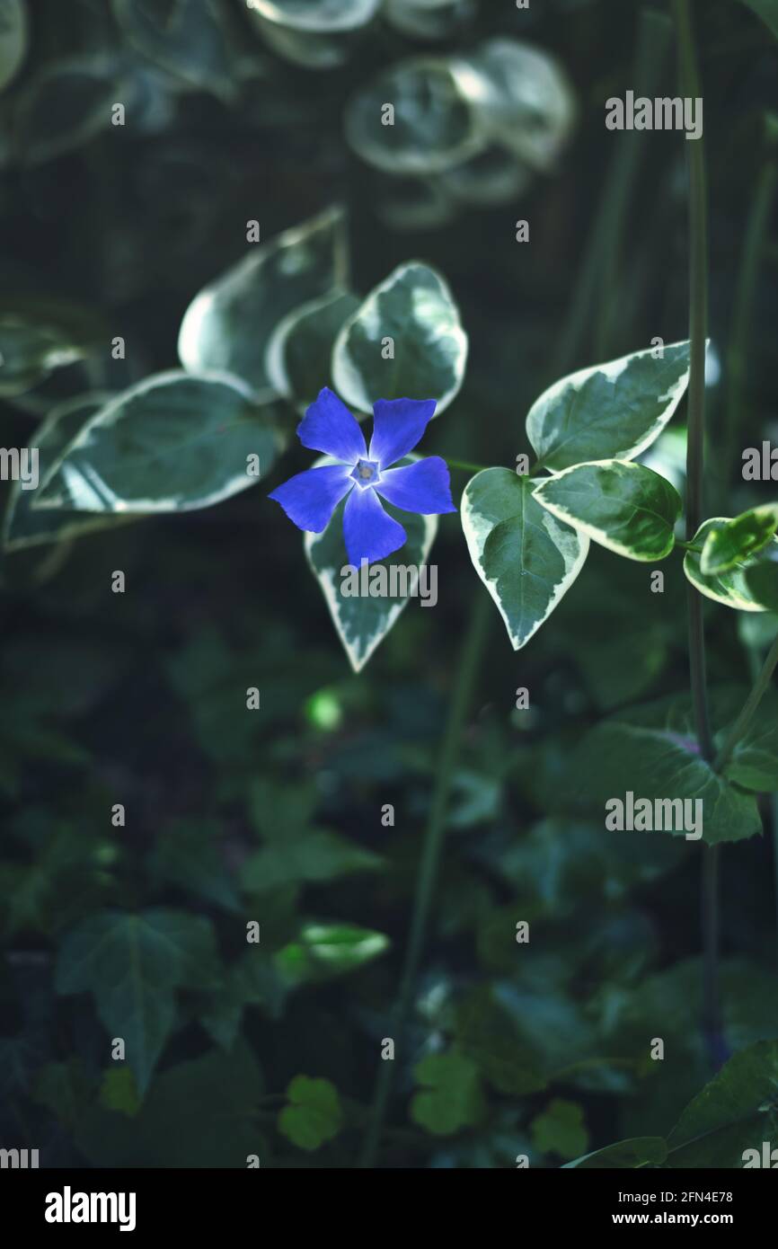 Wunderschöne blaue Blume zwischen grünen Blättern. Im Frühling blüht die blaue Periwinkle-Blume mit fünf Blütenblättern. Blau und grün. Stockfoto