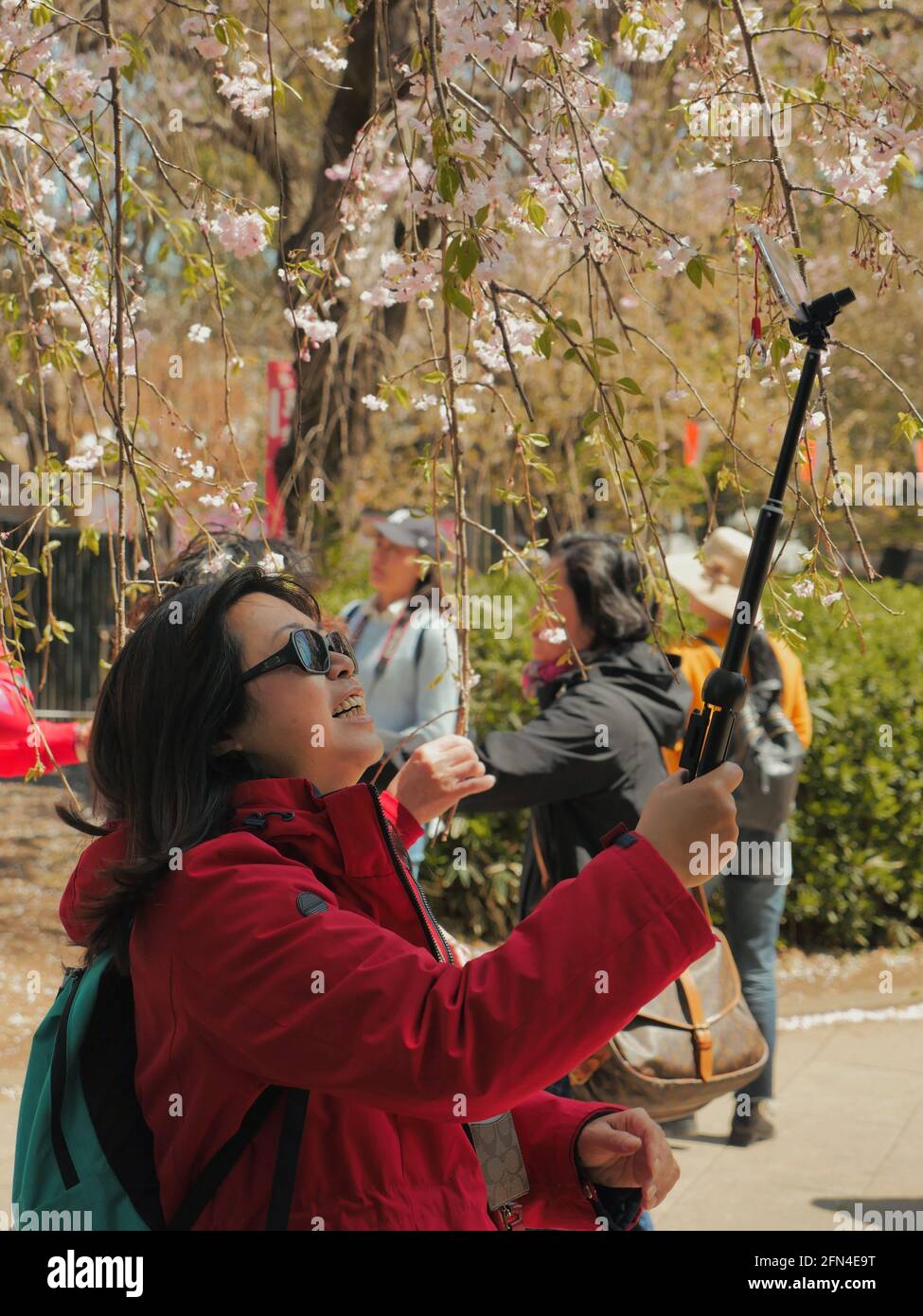 Eine Dame aus dem Tourismus macht ein Selfie in einem japanischen Park. Lächelnde Frau mit Sonnenbrille und einem Selfie-Stick unter einem blühenden Kirschbaum. Japanischer Lebensstil Stockfoto