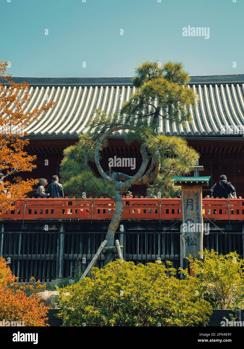 Mondkiefer im Ueno Park. Berühmte ringförmige Kiefer am Eingang von Kiyomizu Kannon-do. Japanische Kultur und touristische Wunder zu entdecken. Stockfoto