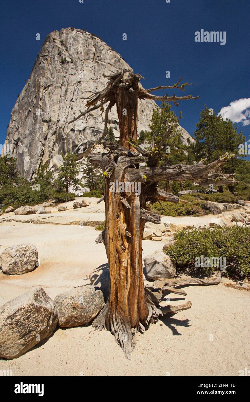 Baum auf der Spitze von Nevada fallen im Yosemite NP In Kalifornien in den USA Stockfoto