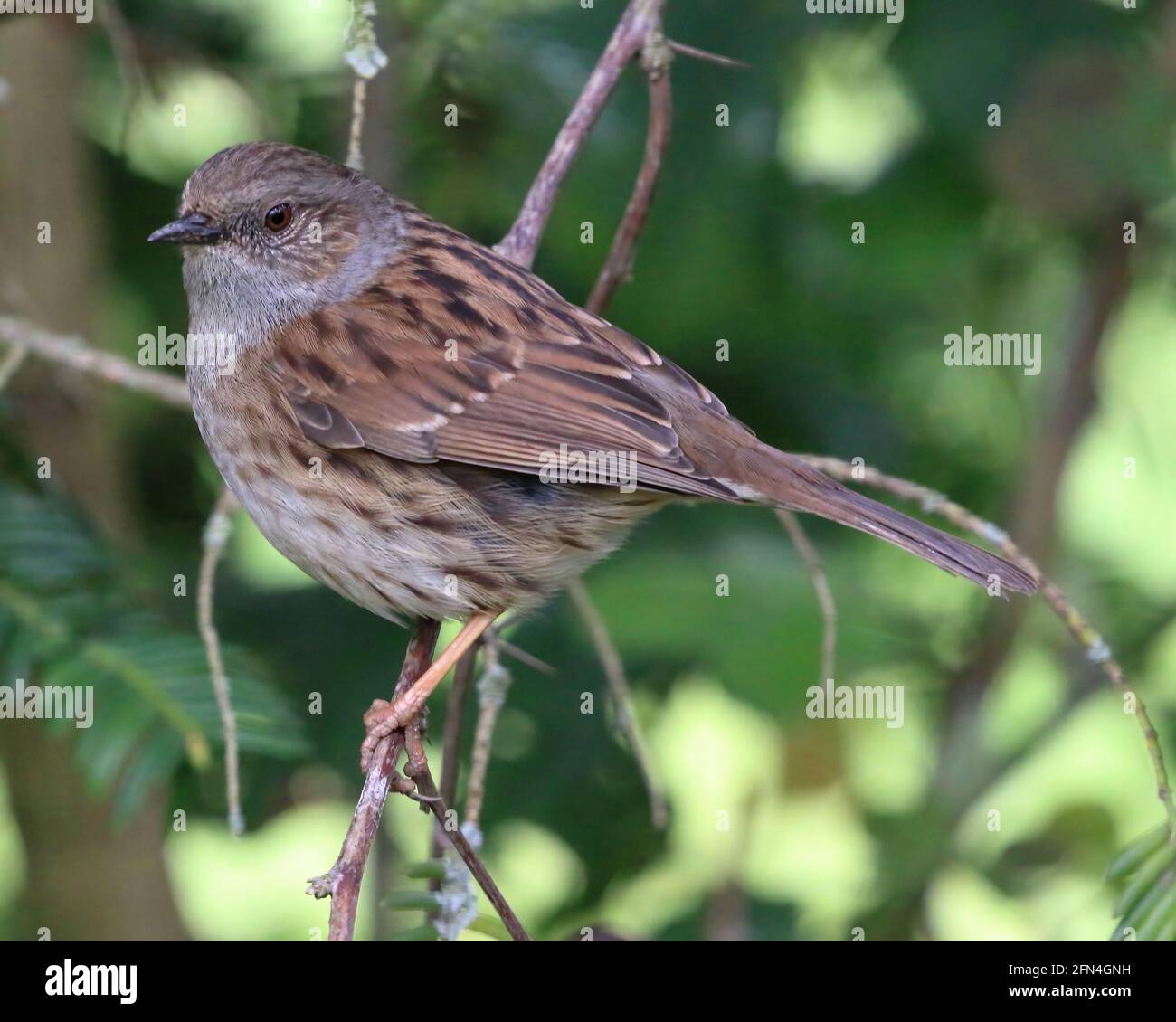Heckenbraunelle (Prunella Modularis) Stockfoto