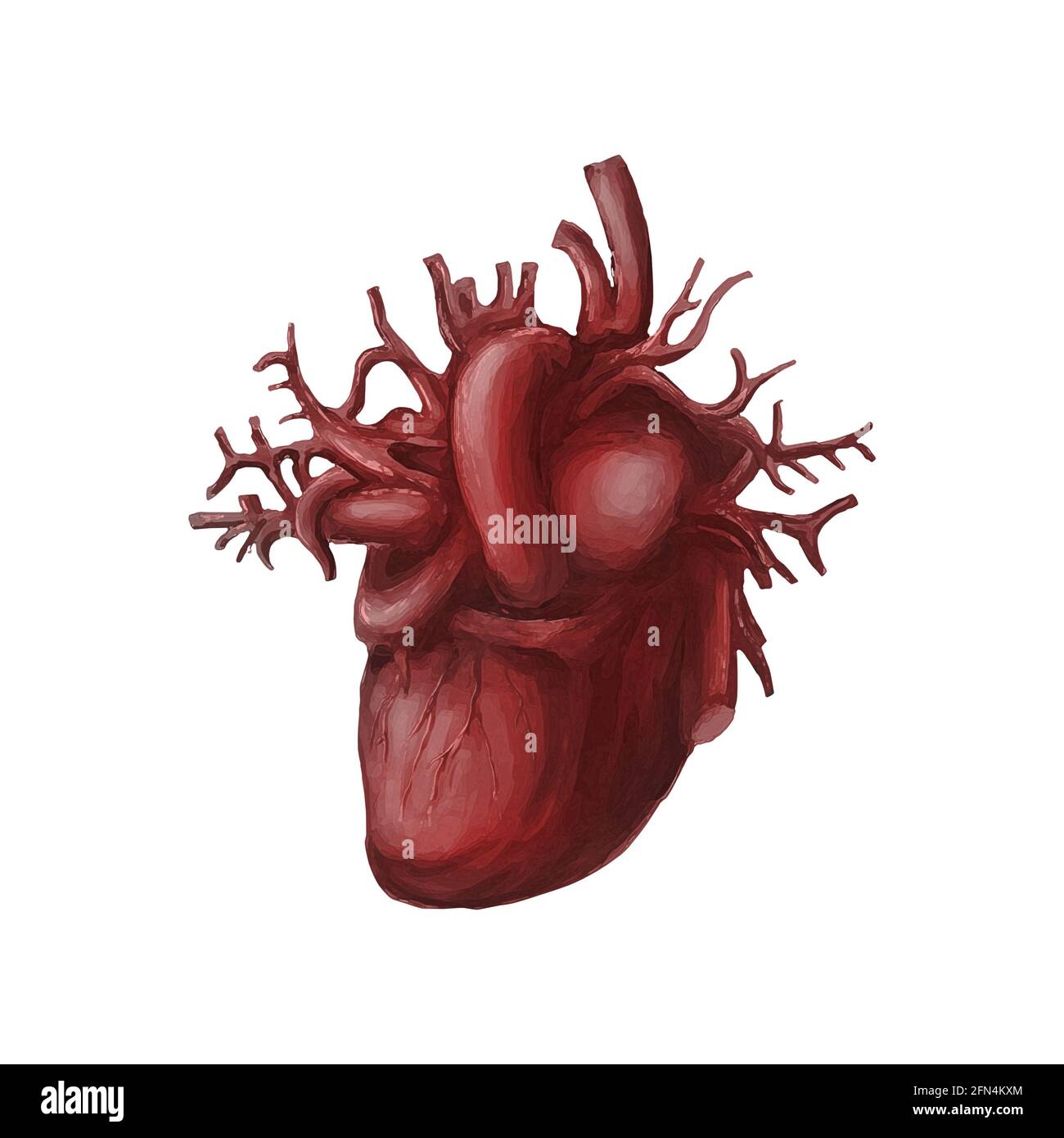 Herz Anatomie Stockfotos Und Bilder Kaufen Alamy