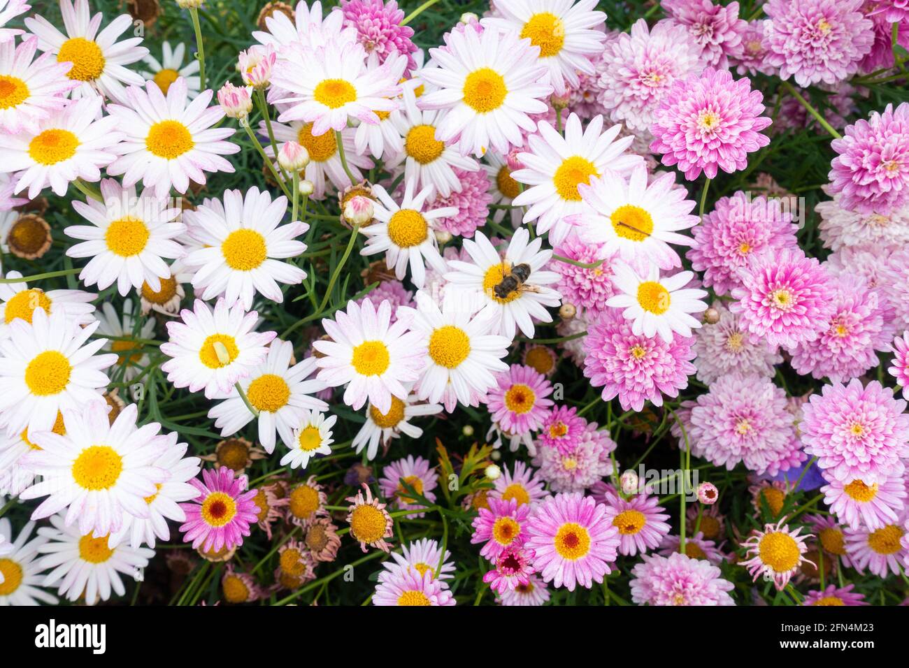 Biene auf Blume im Garten. Farbenfrohe Bettwäschetpflanzen, Blumen. Stockfoto