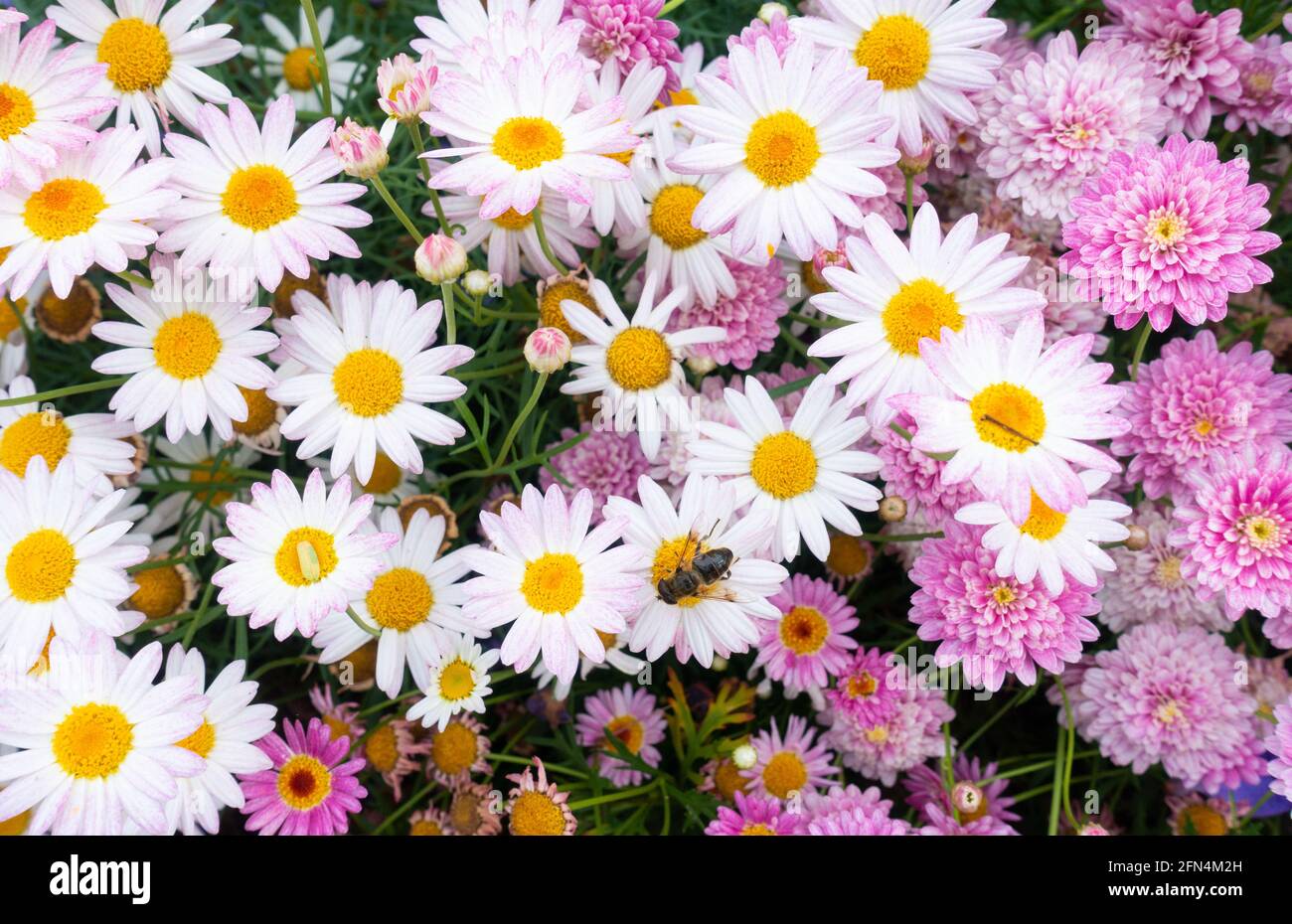 Biene auf Blume im Garten. Farbenfrohe Bettwäschetpflanzen, Blumen. Stockfoto