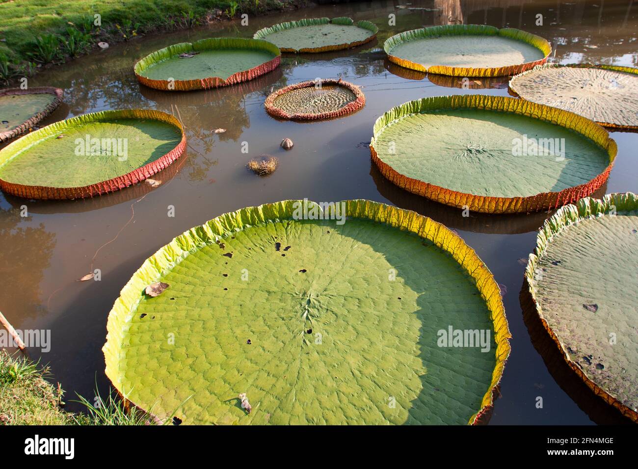 Victoria amazonica. Riesige Wasserlilie Nahaufnahme von Amazonas-Seerosenblättern, fotografiert in Thailand Stockfoto