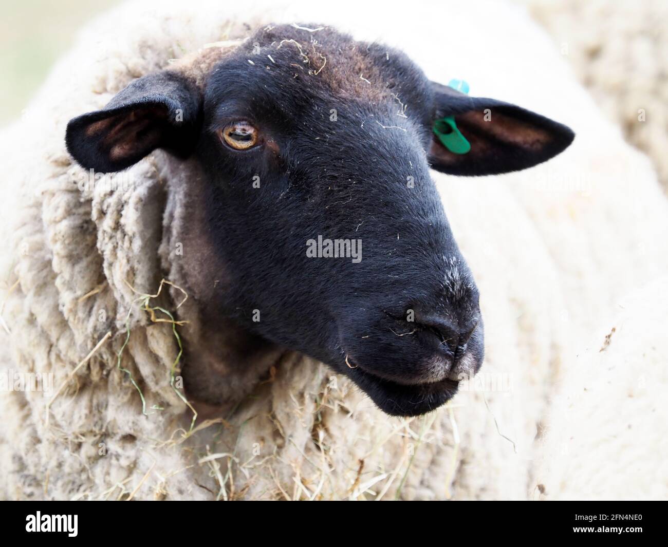 Eine Kopfaufnahme eines schwarz gesichtigen Schafes mit einem Ohrschild. Stockfoto