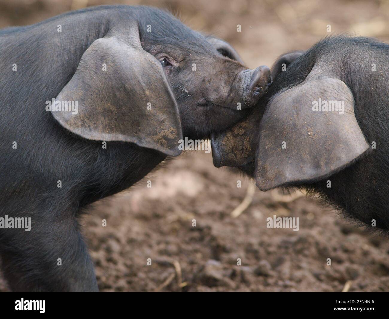 Zwei seltene Rasse Suffolk Black Schweine. Stockfoto