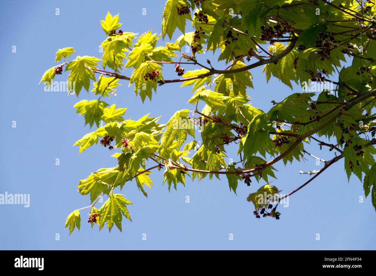Acer japonicum vitifolium Frühlingsblätter Baum Stockfoto