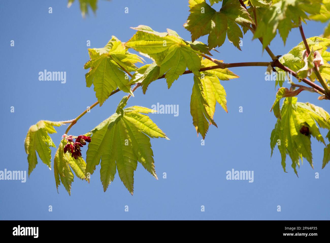 Acer japonicum vitifolium Frühling Blätter japanischen Ahorn Stockfoto