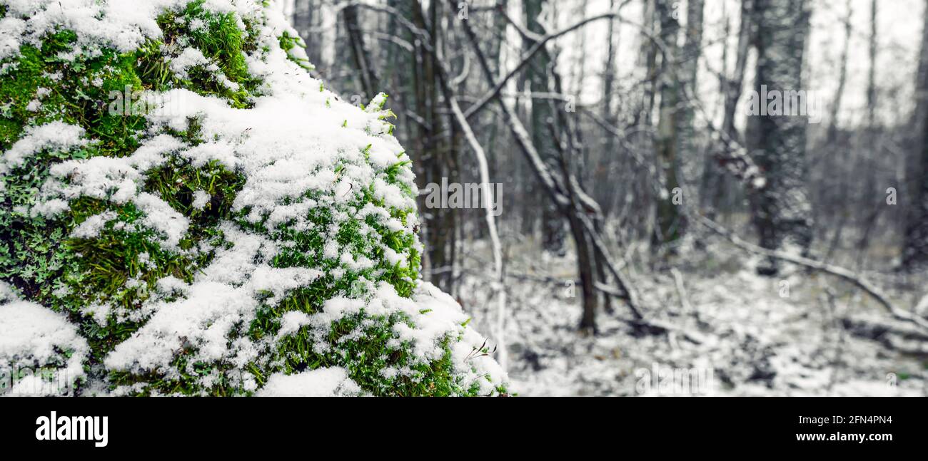 Hellgrünes Moos im Wald mit Schnee bedeckt, Nahaufnahme Stockfoto