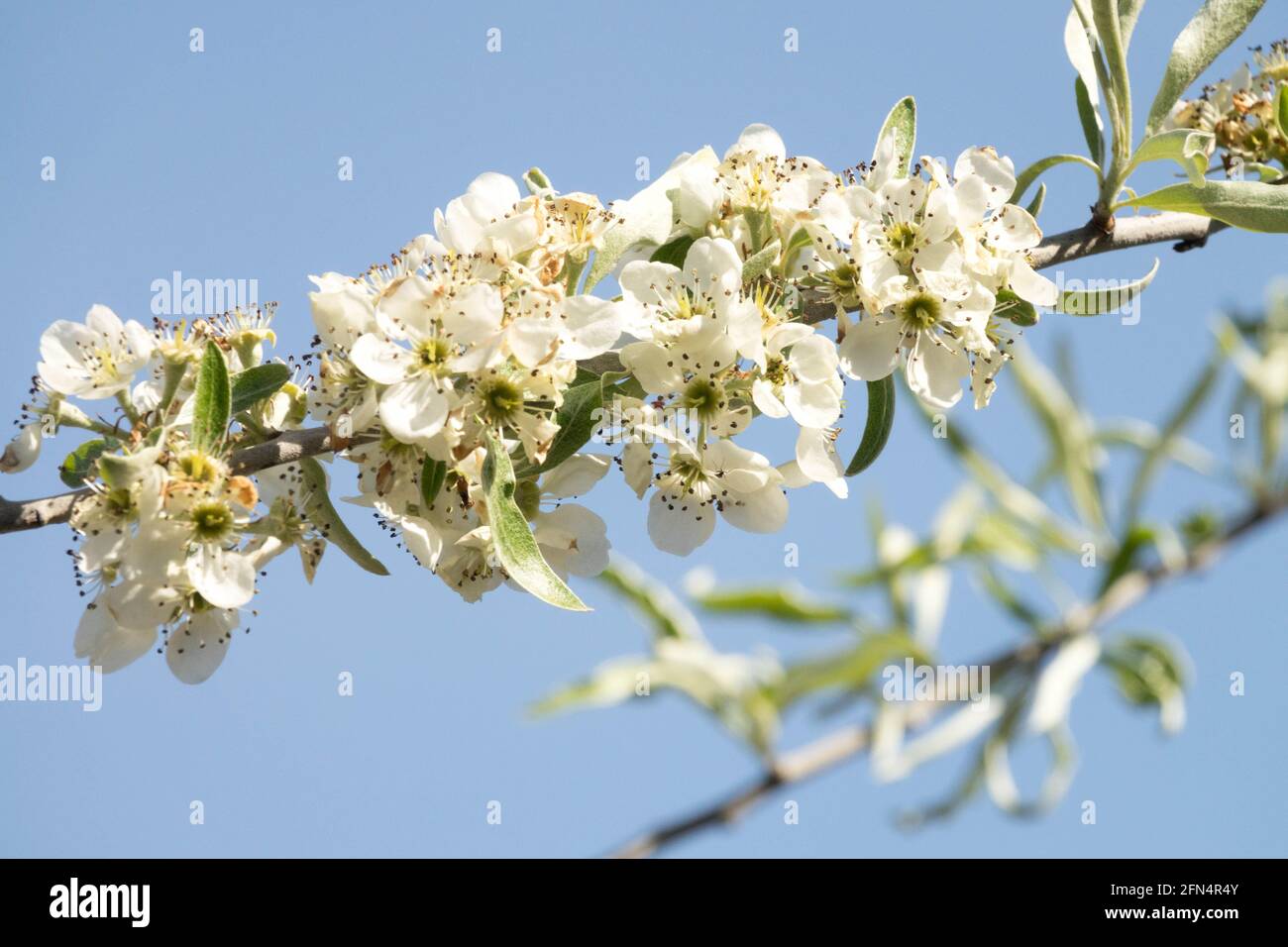 Weinende Willowleaf Pyrus salicifolia Pendula Stockfoto