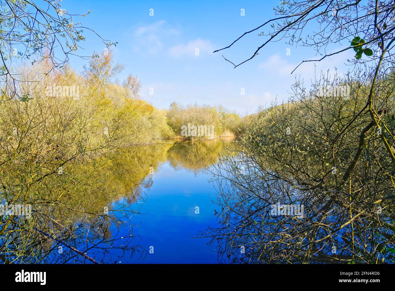Blick zwischen den Bäumen über das stille Wasser eines kleinen Sees, der das frühe Frühlingslicht reflektiert. Stockfoto