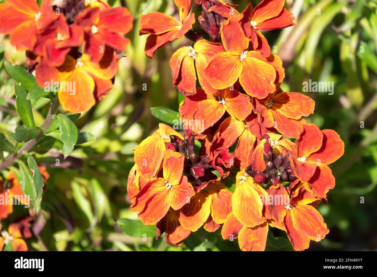 Gewöhnliche Wallflower Erysimum cheiri Zuckerrausch Rote Blume Stockfoto