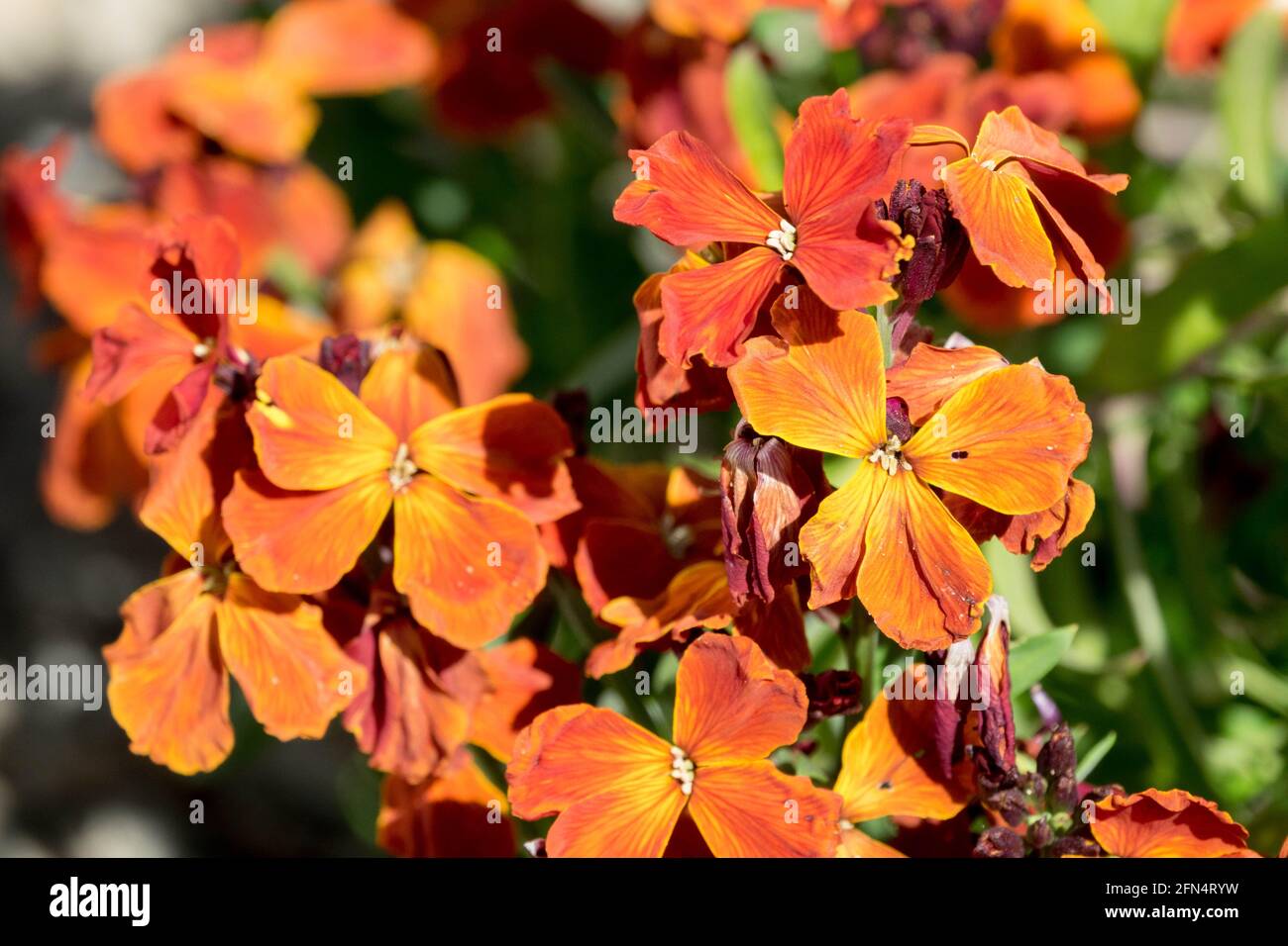 Gewöhnliche Wallflower Erysimum cheiri Zuckerrausch Rote Blume Stockfoto