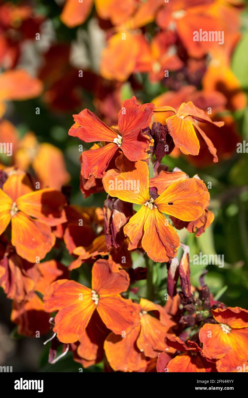 Gewöhnliche Wallflower Erysimum cheiri Zuckerrausch Rote Blume Stockfoto