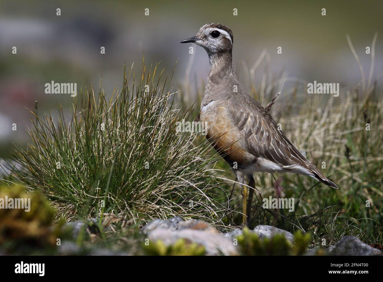 Wilder männlicher Dotterel (Charadrius morinellus) auf einer schottischen Bergebene Stockfoto