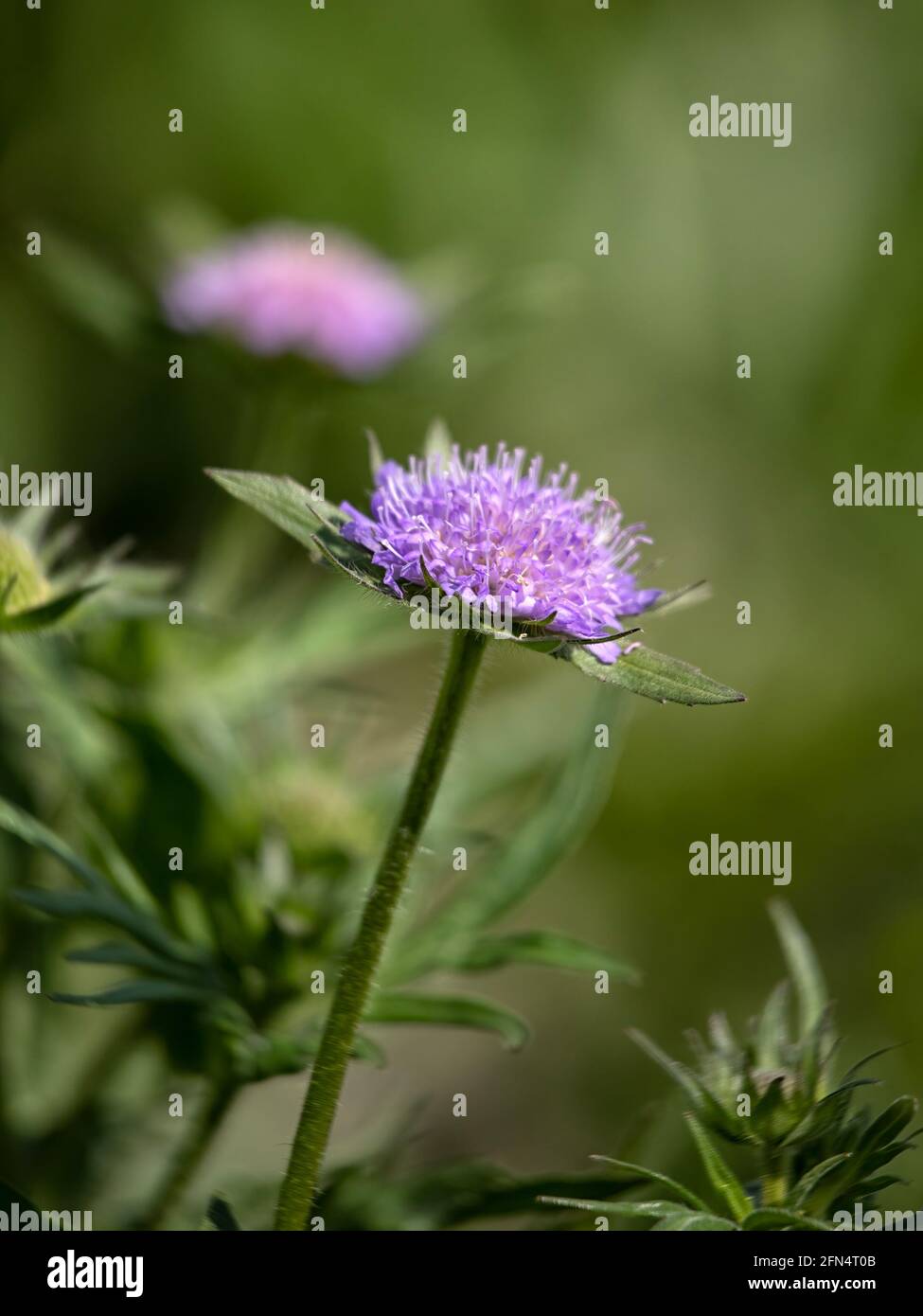 Nahaufnahme der Blumen von Scabiosa 'Butterfly Blue' in Der Frühling in Großbritannien vor grünem Hintergrund Stockfoto