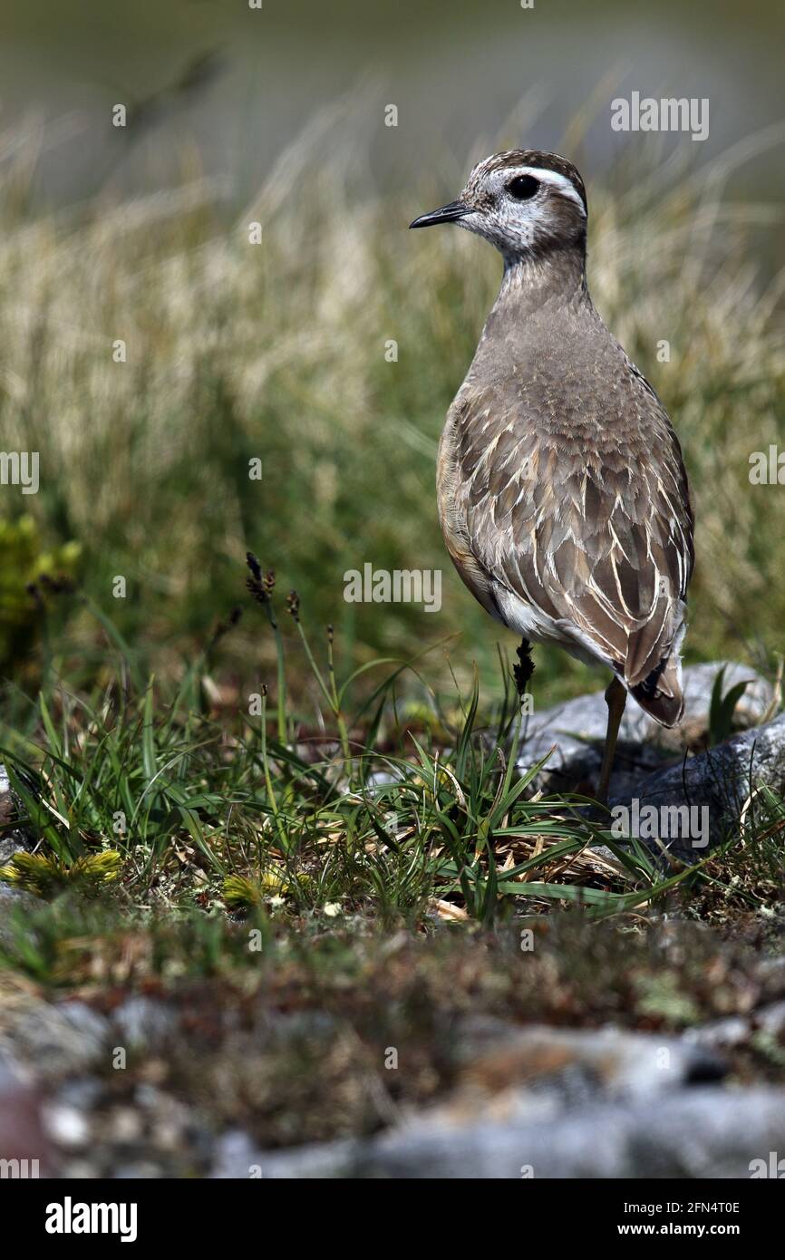 Wilder männlicher Dotterel (Charadrius morinellus) auf einer schottischen Bergebene Stockfoto