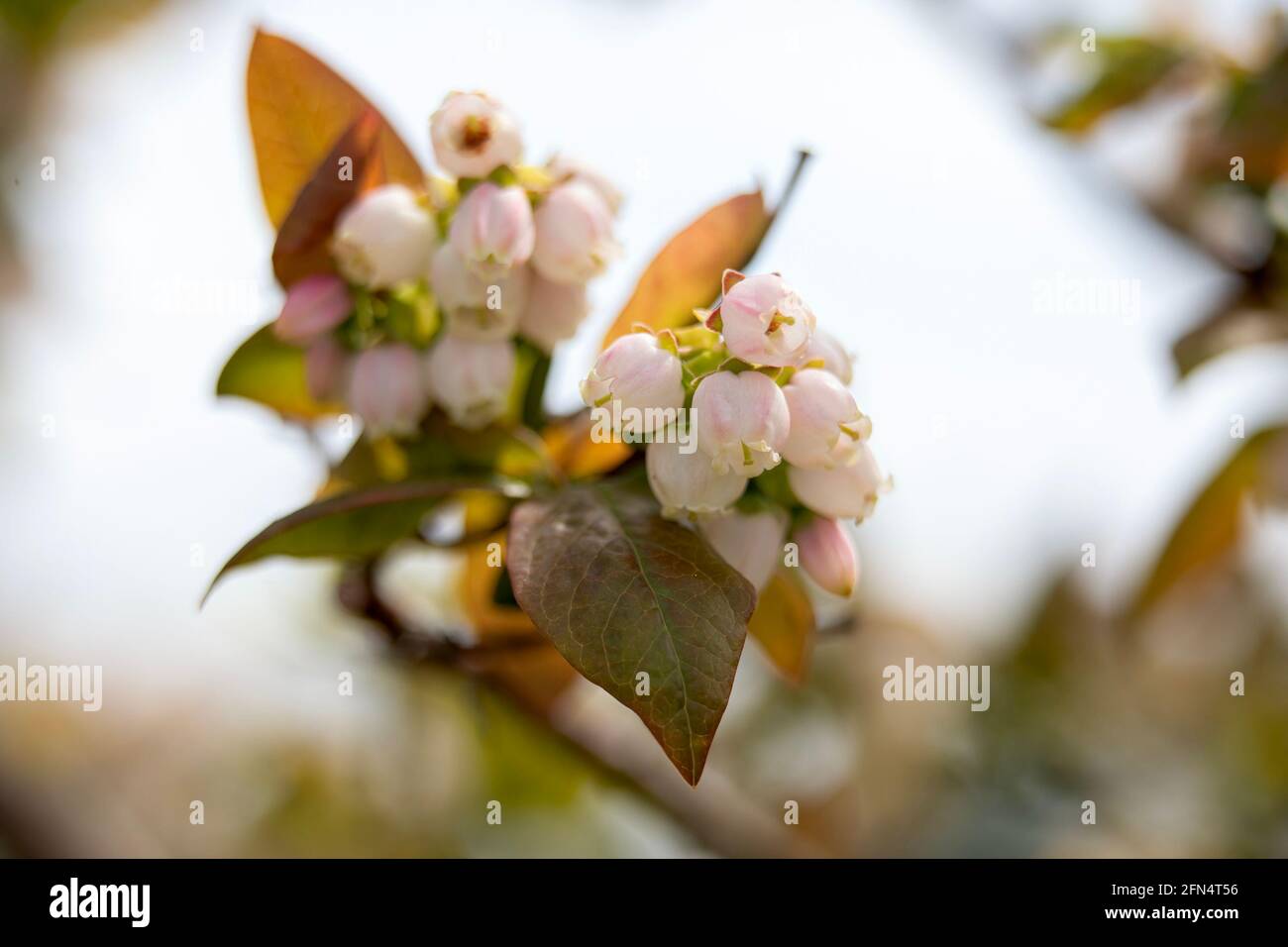 Nahaufnahme von Blumen der Heidelbeere 'Earliblue' im Frühjahr in der VEREINIGTES KÖNIGREICH Stockfoto