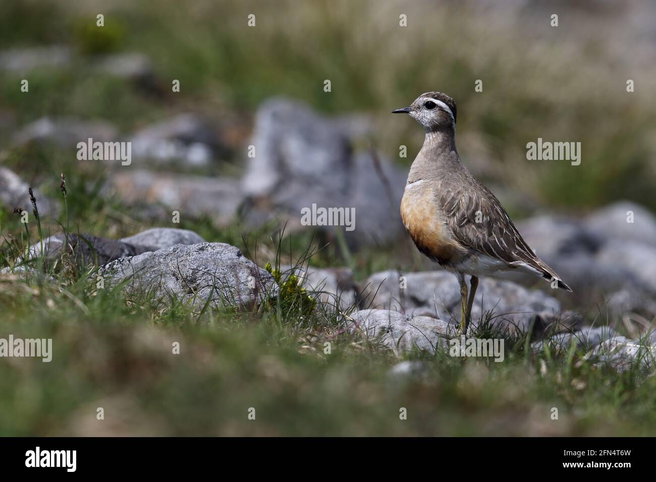 Wilder männlicher Dotterel (Charadrius morinellus) auf einer schottischen Bergebene Stockfoto