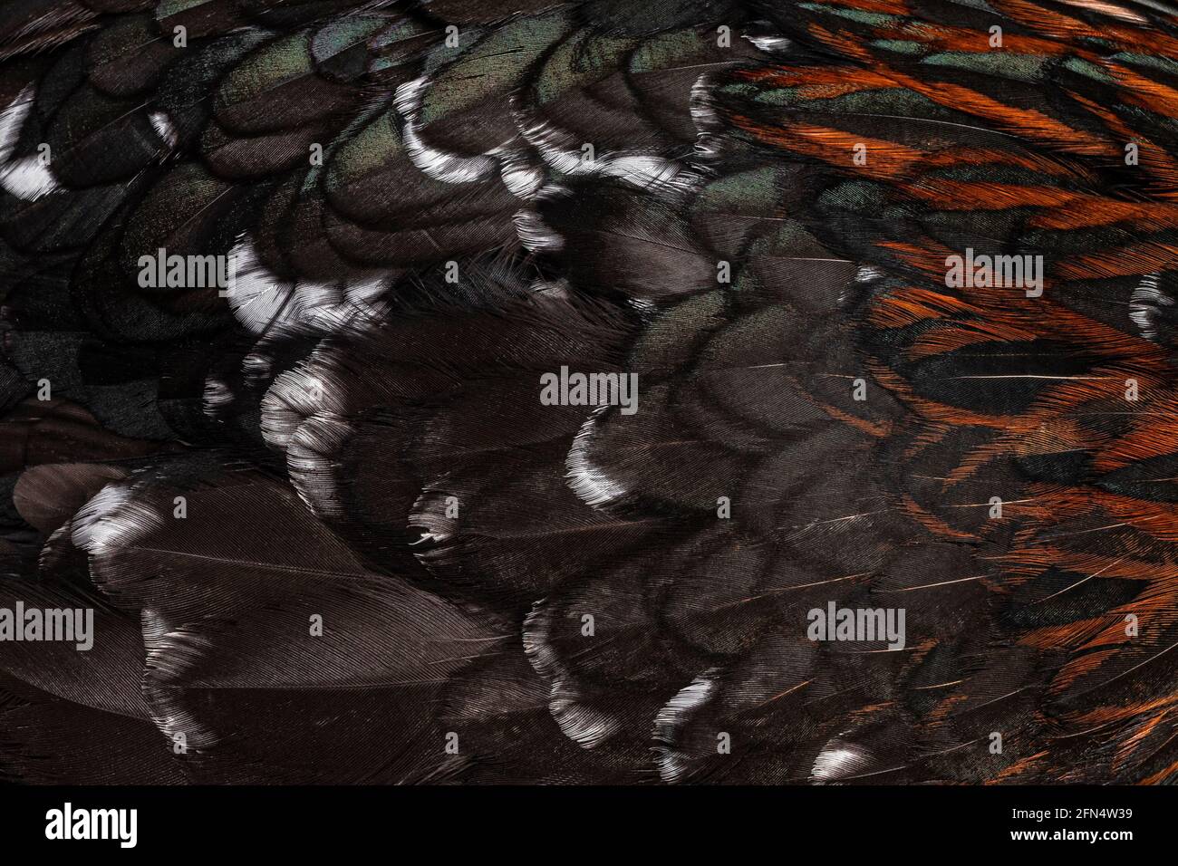 Vollformat-Makroaufnahme von Federn von schwarz-weiß-meliertem bantam Cochin-Huhn oder Henne mit brauner Farbvielfalt im Nacken. Stockfoto