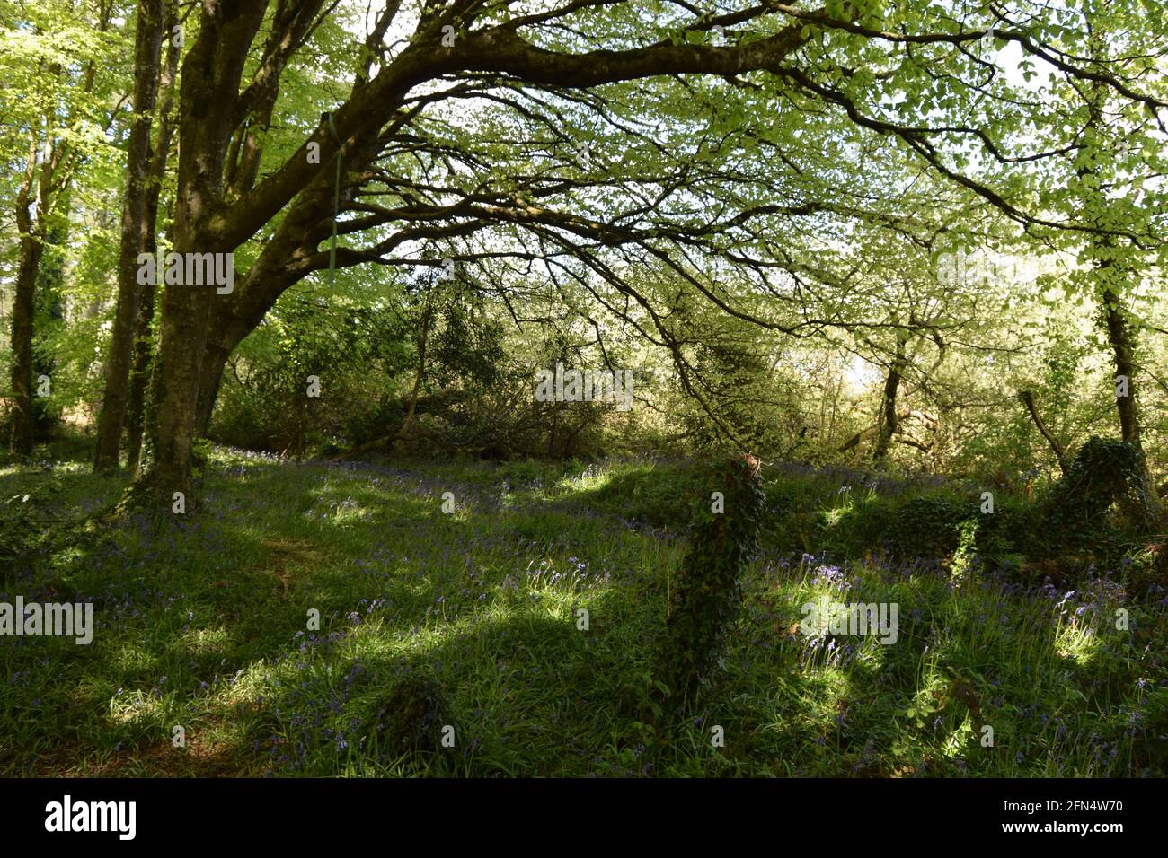 Üppiges Woodland Stockfoto