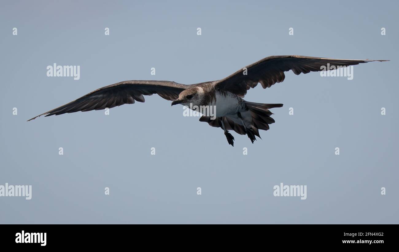 Long-tailed Jaeger, Offshore Kiama, NSW Stockfoto