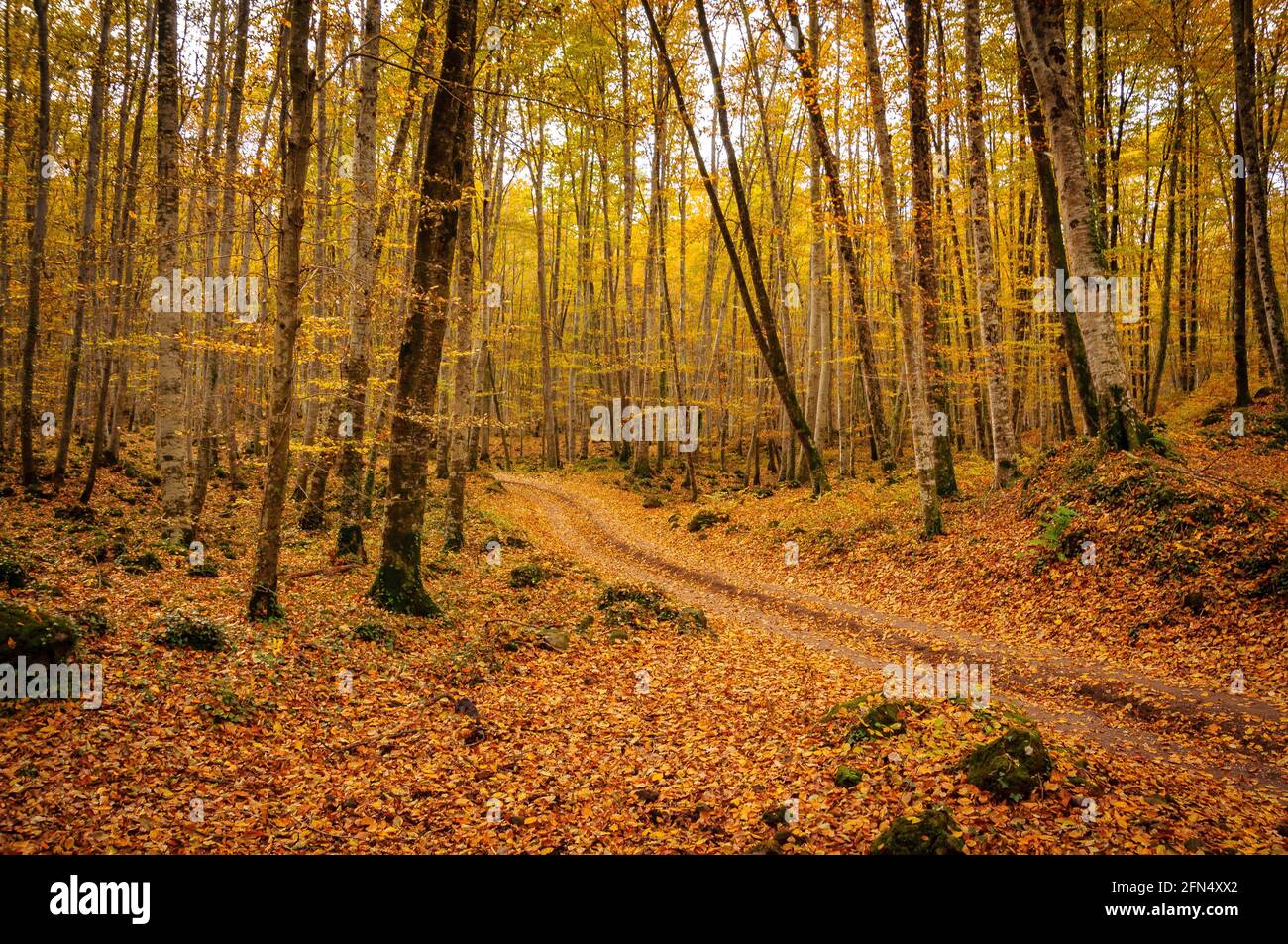 Fageda d'en Jordà Buchenwald, im Herbst (Garrotxa, Katalonien, Spanien, Pyrenäen) ESP: Hayedo de la Fageda d'en Jordà, en otoño (Garrotxa, Cataluña) Stockfoto