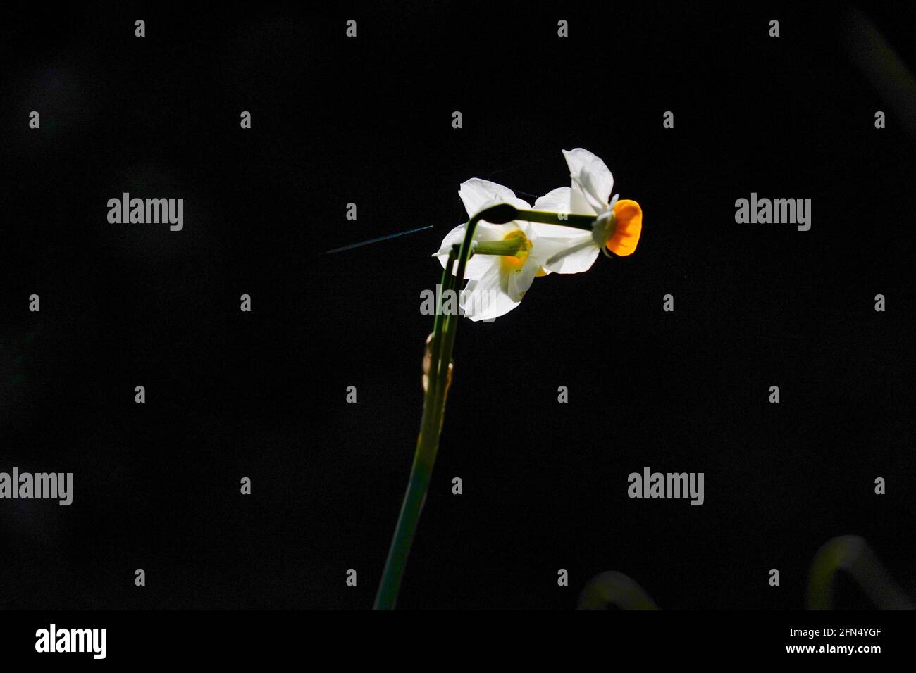 Gemeinsamen Narzisse (Narcissus Tazetta) fotografiert in Israel, im Dezember Stockfoto