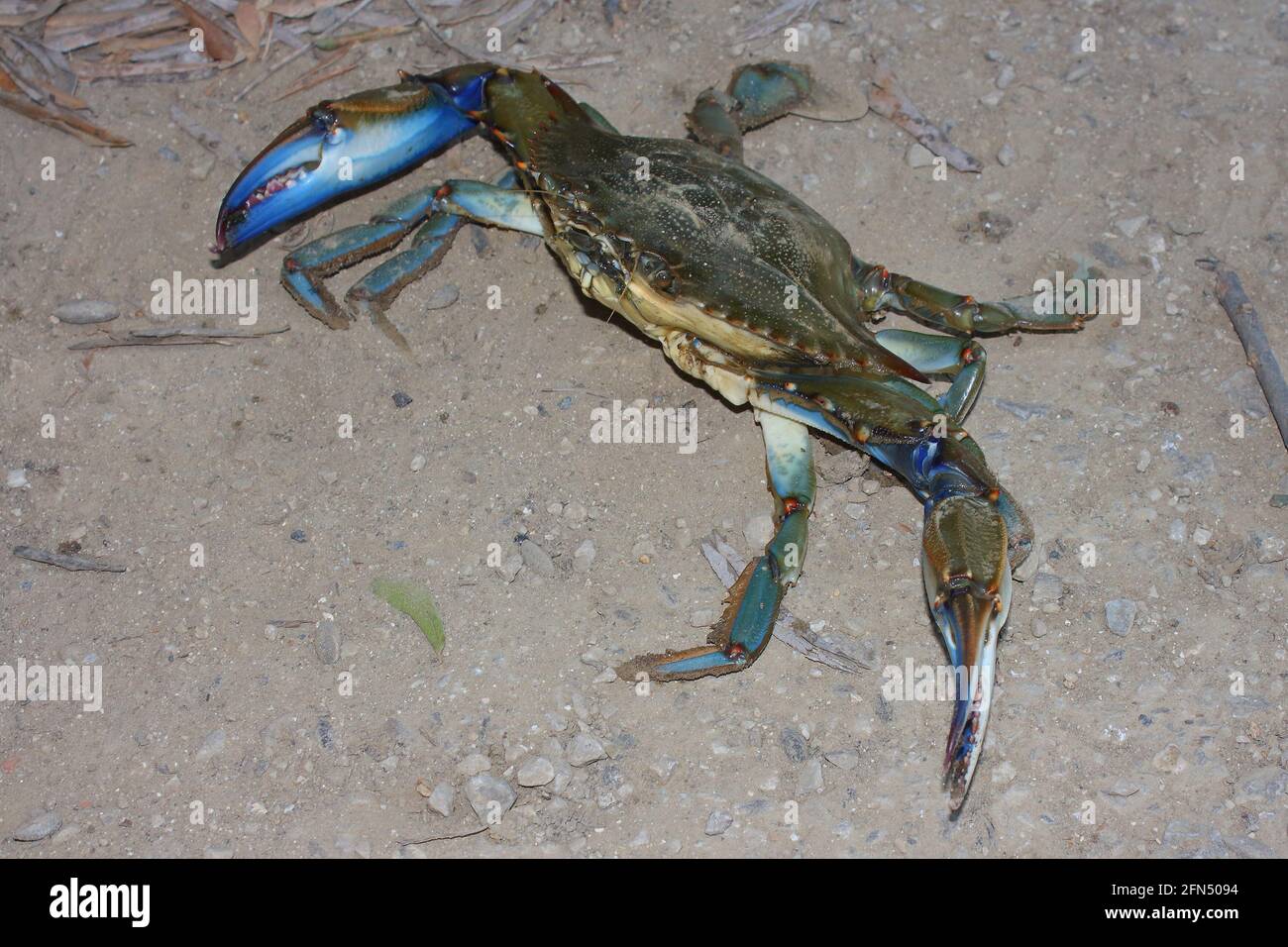 Blaue Krabbe (Callinectes sapidus) an einem Sandstrand Stockfoto