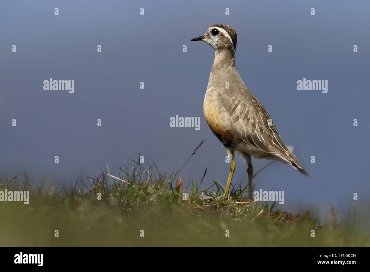 Wilder männlicher Dotterel (Charadrius morinellus) auf einer schottischen Bergebene Stockfoto
