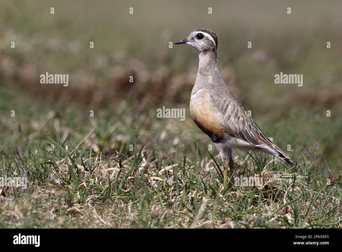 Wilder männlicher Dotterel (Charadrius morinellus) auf einer schottischen Bergebene Stockfoto
