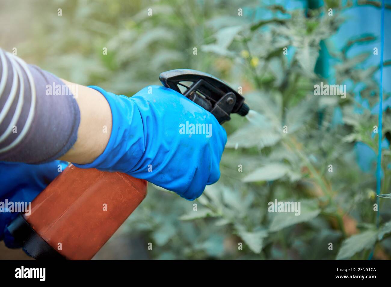 Die Hand einer Frau in einem Handschuh sprüht Tomaten mit einem Handspray. Nahaufnahme. Speicherplatz kopieren. Arbeit im Frühling. Düngung. Hochwertige Fotos Stockfoto