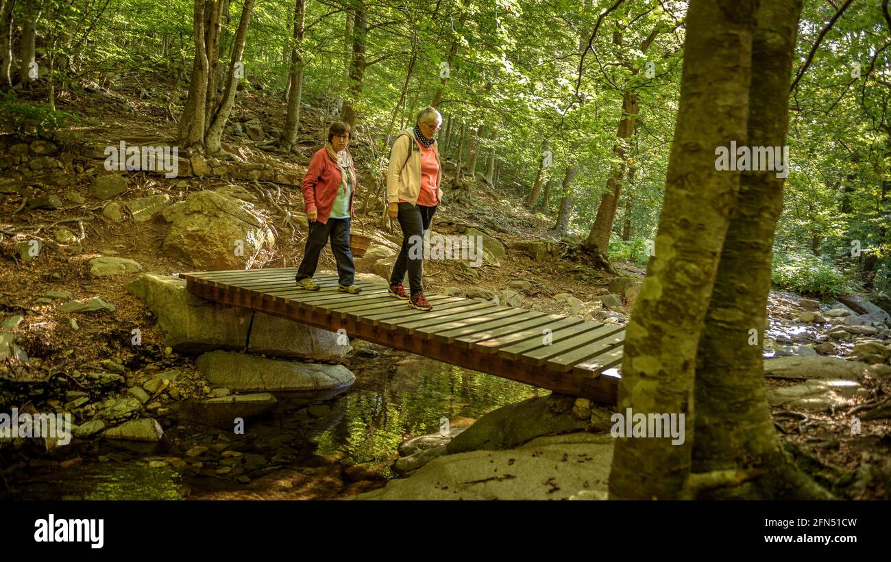 Spaziergang um die Quelle und den Bach Passavets, in Santa Fe de Montseny (Montseny, Katalonien, Spanien) ESP: Paseando en la fuente de Passavets, Montseny Stockfoto