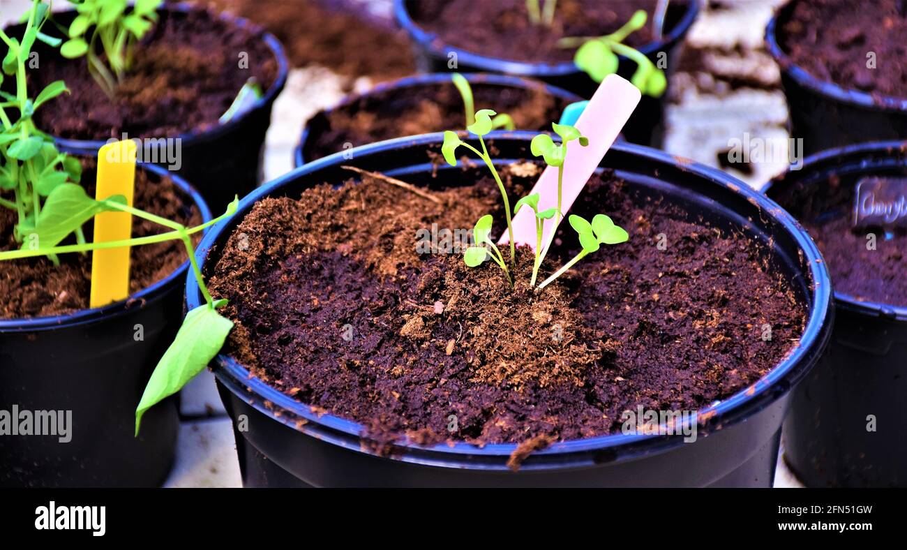 Frühling! Vorbereitung des Küchengartens. Anbauen von Kräutern, Gemüse und (essbaren) Blumen. Pflanzen der Sämlinge und Sprossen in allen Arten von Töpfen. Stockfoto