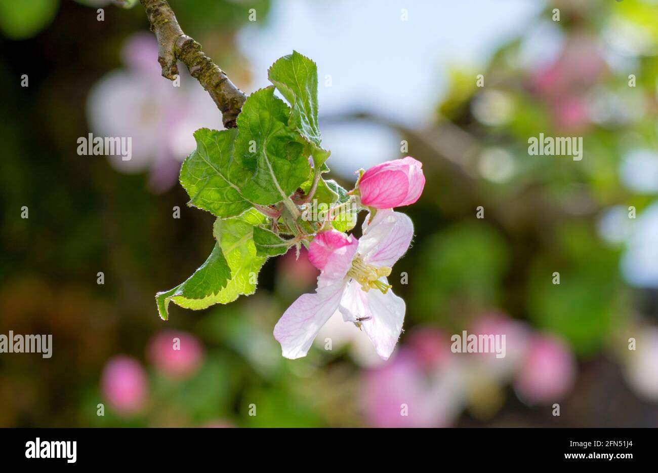 Apple Blossom, blühender Apfelbaum (Malus Domestica), Bayern, Deutschland, Europa Stockfoto