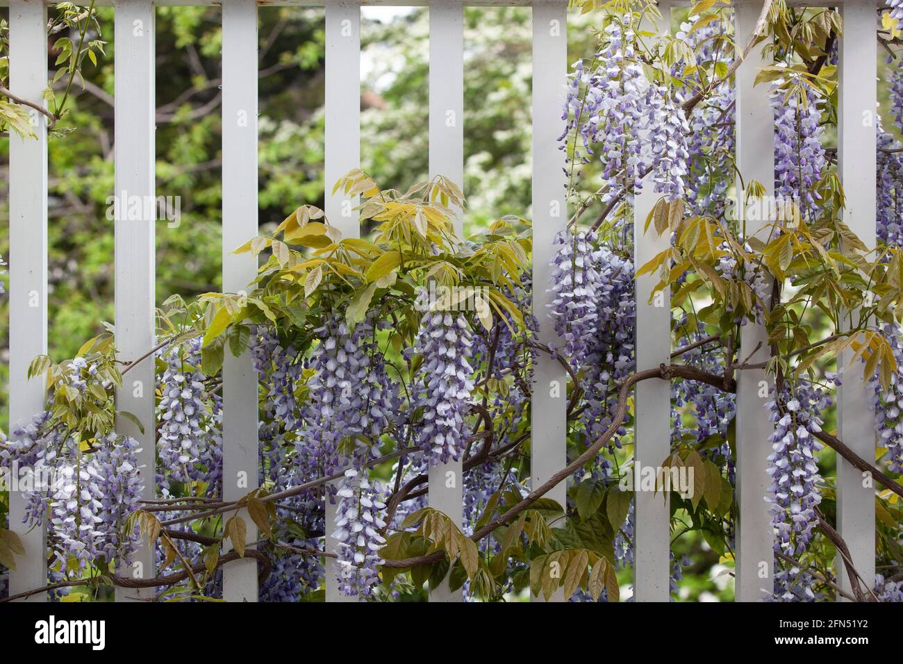 London, Großbritannien: In einem Garten in Clapham blüht im Mai auf einem weißen Holzbalkon eine wisteria sinensis 'fruchtbar', deren lange baumelnde Trauben davon sind Stockfoto