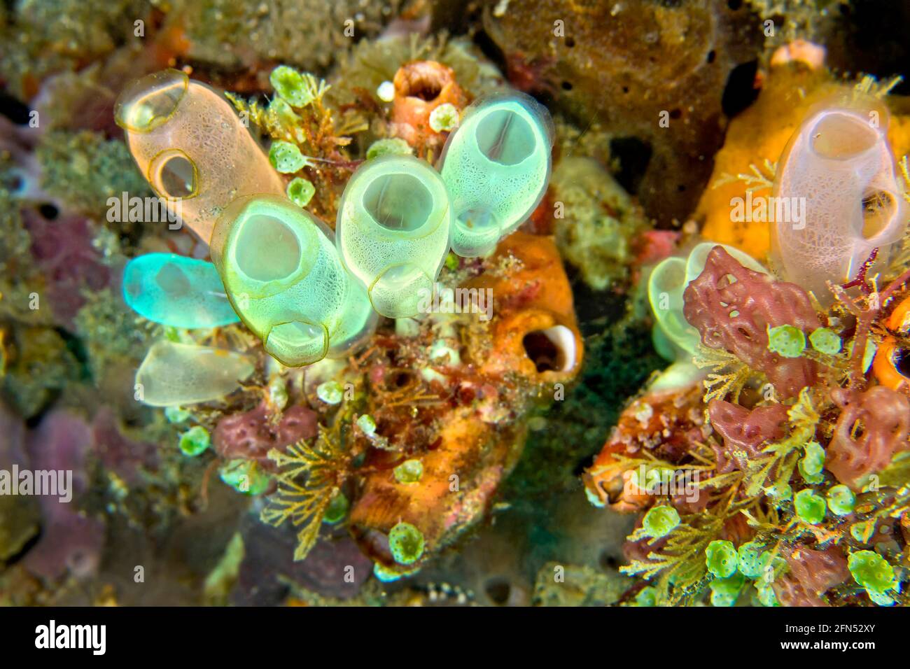 Ascidia, Tunikaten, Clavelina Robusta, Coral Reef, Lembeh, Nord-Sulawesi, Indonesien, Asien Stockfoto